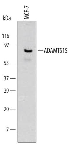 Invitrogen ADAMTS15 Monoclonal Antibody (561819) 100 &mu;g; Unconjugated:Antibodies,