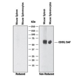 CD55 Monoclonal Antibody (583905), Invitrogen 100 &mu;g; Unconjugated:Antibodies,