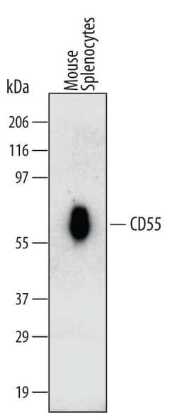 CD55 Monoclonal Antibody (583905), Invitrogen 100 &mu;g; Unconjugated:Antibodies,