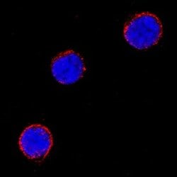 Invitrogen CD275 (B7-H2) Monoclonal Antibody (599841) 100 &mu;g; Unconjugated:Antibodies,