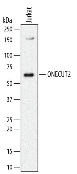 Invitrogen ONECUT2 Monoclonal Antibody (606014) 100 &mu;g | Buy Online | Invitrogen&trade; | Fisher Scientific