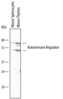 Invitrogen AIRE Monoclonal Antibody (609930) 100 &mu;g; Unconjugated:Antibodies,