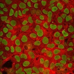 Invitrogen FBXO15 Monoclonal Antibody (612834) 100 &mu;g; Unconjugated:Antibodies,