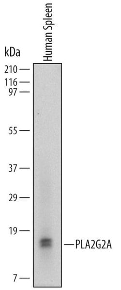 Invitrogen PLA2G2A Monoclonal Antibody (620501) 100 &mu;g; Unconjugated:Antibodies,