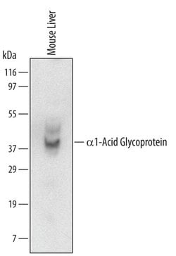 Invitrogen Orm1 Monoclonal Antibody (628110) 100 &mu;g; Unconjugated:Antibodies,
