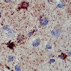 Invitrogen SULT1A1 Monoclonal Antibody (638708) 100 &mu;g; Unconjugated:Antibodies,