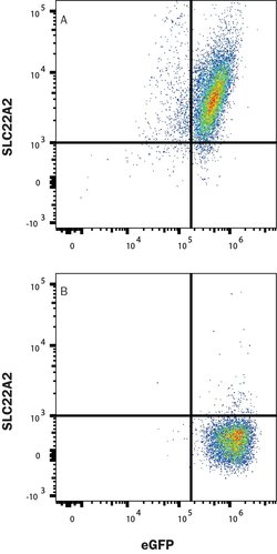 Invitrogen SLC22A2 Monoclonal Antibody (640438) 100 &mu;g; Unconjugated:Antibodies,