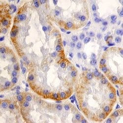 Invitrogen SLC22A2 Monoclonal Antibody (640438) 100 &mu;g; Unconjugated:Antibodies,