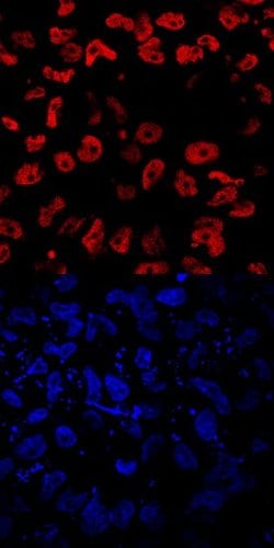 Invitrogen EOMES Monoclonal Antibody (644730) 100 &mu;g; Unconjugated:Antibodies,