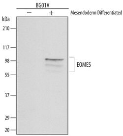 Invitrogen EOMES Monoclonal Antibody (644730) 100 &mu;g; Unconjugated:Antibodies,