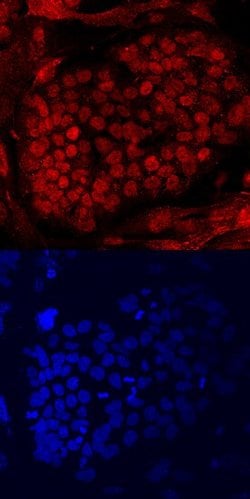 Invitrogen PRDM14 Monoclonal Antibody (647002) 100 &mu;g; Unconjugated:Antibodies,