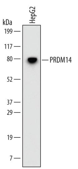 Invitrogen PRDM14 Monoclonal Antibody (647002) 100 &mu;g; Unconjugated:Antibodies,