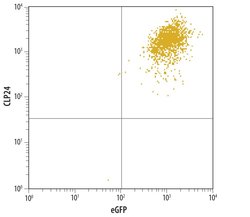 Invitrogen TMEM204 Monoclonal Antibody (652424) 100 μg; Unconjugated:Antibodies,