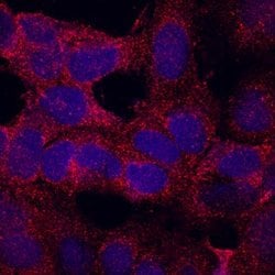 Invitrogen TMEM204 Monoclonal Antibody (652424) 100 μg; Unconjugated:Antibodies,