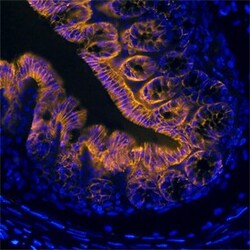 Invitrogen TSPAN8 Monoclonal Antibody (657909) 100 &mu;g; Unconjugated:Anticuerpos