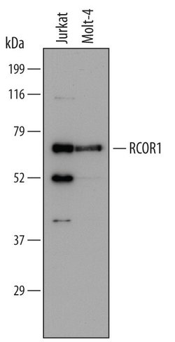 Invitrogen RCOR1 Monoclonal Antibody (658526) 100 &mu;g; Unconjugated:Antibodies,