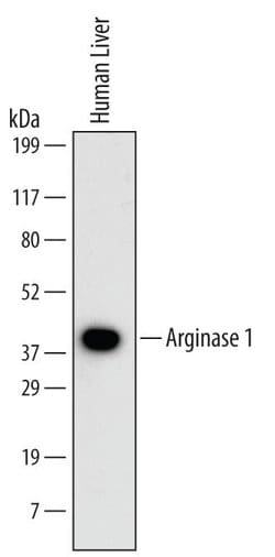 Invitrogen Arginase 1 Monoclonal Antibody (658934) 100 &mu;g; Unconjugated:Antibodies,