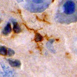 Invitrogen NMNAT1 Monoclonal Antibody (675112) 100 &mu;g; Unconjugated:Antibodies,