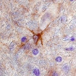 Invitrogen NMNAT1 Monoclonal Antibody (675112) 100 &mu;g; Unconjugated:Antibodies,