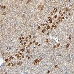 Invitrogen NMNAT1 Monoclonal Antibody (675112) 100 &mu;g; Unconjugated:Antibodies,