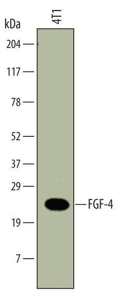 Invitrogen FGF4 Monoclonal Antibody (678430) 100 &mu;g; Unconjugated:Antibodies,