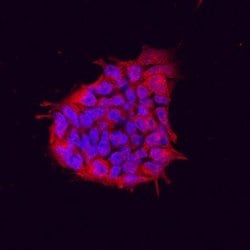 Invitrogen Tex19.1 Monoclonal Antibody (678826) 100 &mu;g; Unconjugated:Antibodies,