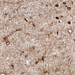 Invitrogen Cystatin C Monoclonal Antibody (678920) 100 &mu;g | Buy Online | Invitrogen&trade; | Fisher Scientific