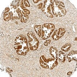 Invitrogen Tensin 4 Monoclonal Antibody (684524) 100 &mu;g; Unconjugated:Antibodies,