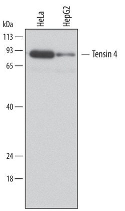 Invitrogen Tensin 4 Monoclonal Antibody (684524) 100 &mu;g; Unconjugated:Antibodies,