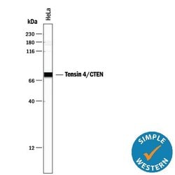Invitrogen Tensin 4 Monoclonal Antibody (684524) 100 &mu;g; Unconjugated:Antibodies,