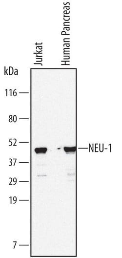 Invitrogen NEU1 Monoclonal Antibody (688215) 100 &mu;g; Unconjugated:Antibodies,