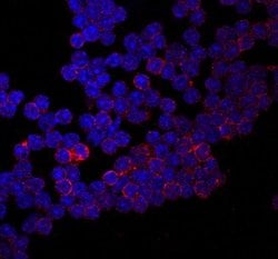 Invitrogen CD155 Monoclonal Antibody (690912) 100 &mu;g; Unconjugated:Antibodies,