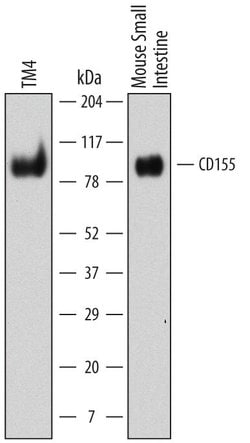 Invitrogen CD155 Monoclonal Antibody (690912) 100 &mu;g; Unconjugated:Antibodies,