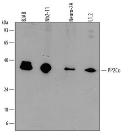 Invitrogen PPM1L Monoclonal Antibody (700612) 100 &mu;g; Unconjugated:Antibodies,
