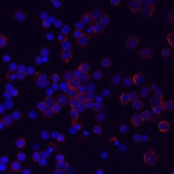 Invitrogen LILRA5 Monoclonal Antibody (711828) 100 &mu;g; Unconjugated:Antibodies,