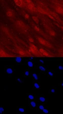 Invitrogen DLX5 Monoclonal Antibody (712216) 100 &mu;g; Unconjugated:Antibodies,