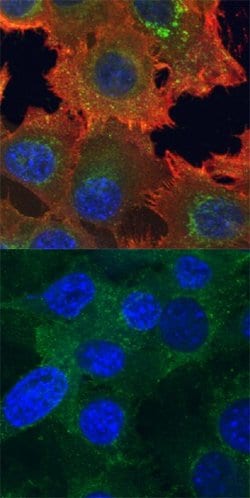 Invitrogen Phospho-Axl (Tyr779) Monoclonal Antibody (713610) 100 &mu;g;