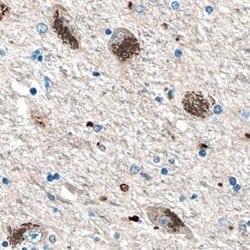Invitrogen HEXA Monoclonal Antibody (714729) 100 &mu;g; Unconjugated:Antibodies,