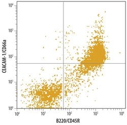 Invitrogen CEACAM1 Monoclonal Antibody (723629) 100 &mu;g; Unconjugated:Antibodies,