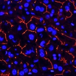Invitrogen CEACAM1 Monoclonal Antibody (723629) 100 &mu;g; Unconjugated:Antibodies,