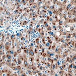 Invitrogen SULT1B1 Monoclonal Antibody (724429) 100 &mu;g; Unconjugated:Antibodies,