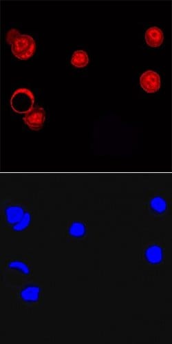 Invitrogen LCOR Monoclonal Antibody (731229) 100 &mu;g; Unconjugated:Antibodies,