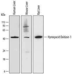 HAO1 Monoclonal Antibody (732410), Invitrogen 100 &mu;g; Unconjugated:Antibodies,