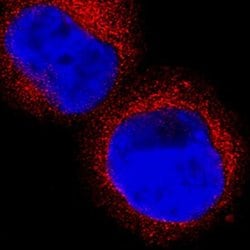 Invitrogen HPGDS Monoclonal Antibody (735301) 100 &mu;g; Unconjugated:Antibodies,