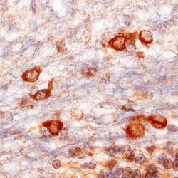 Invitrogen VAPB Monoclonal Antibody (736904) 100 &mu;g; Unconjugated:Antibodies,