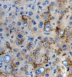 POGLUT1 Monoclonal Antibody (737512):Antibodies, Monoclonal