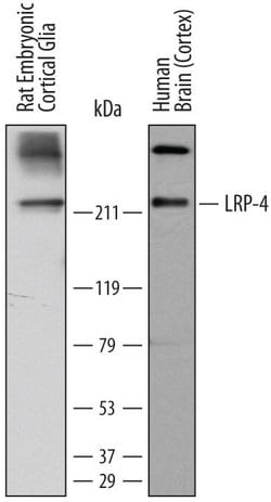 Invitrogen LRP4 Monoclonal Antibody (741704) 100 &mu;g; Unconjugated:Antibodies