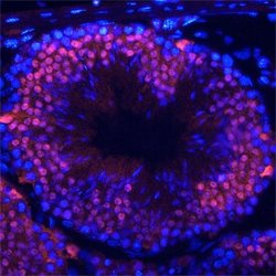 Invitrogen HSF1 Monoclonal Antibody (744509) 100 &mu;g; Unconjugated:Antibodies,