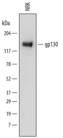 Invitrogen GP130 Monoclonal Antibody (745314) 100 &mu;g; Unconjugated:Antibodies,