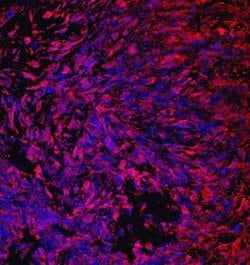 Invitrogen CRTAC1 Monoclonal Antibody (755315) 100 &mu;g; Unconjugated:Antibodies,